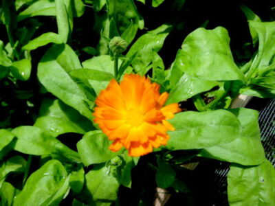 The Herbal Artist: 3 Flowers for Skin Care Image